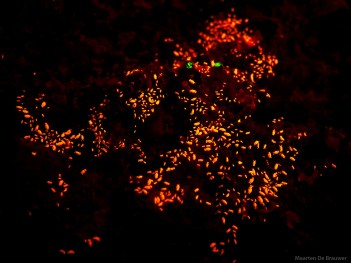 Copepod constellation