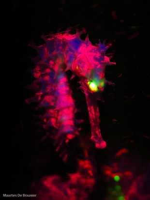 Zombie Seahorse (Hippocampus histrix)