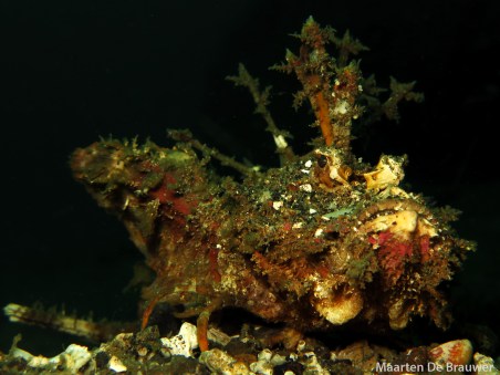 Indian Ocean Walkman (Inimicus didactylus)