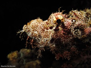 Tasseled Scorpionfish (Scorpaenopsis oxycephala)
