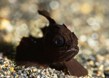 Very tired looking baby Scorpionfish