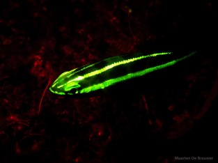 Juvenile Whiptail (Pentapodus emeyrii)