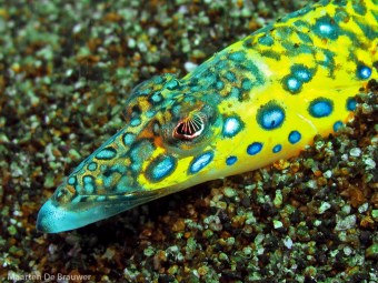 Sand Diver (Trichonotus elegans)