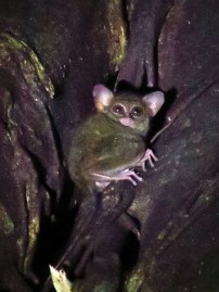 Tarsier (or a Gremlin, not entirely sure)