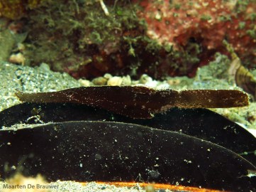 Robust ghostpipefish (Solenostomus cyanopterus) mimick decaying leaf litter. Getting close and low makes finding them easier