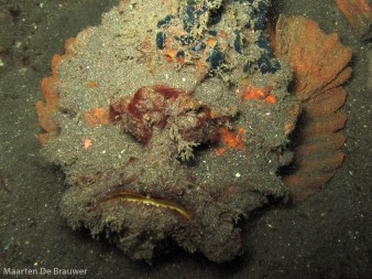 Stonefish are easiest to find by looking at their pectoral fins (orange in this individual)