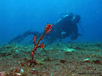 Male Ornate Ghostpipefish