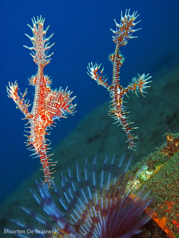 Ornate Ghostpipefish (Solenostomus paradoxus)