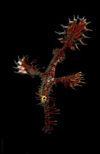 Male Ornate Ghostpipefish (Picture by Luke Gordon)