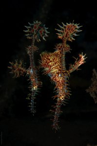 Pair of Ornate Ghostpipefish - If you look closely, you can see the eggs in the pouch (Picture by Luke Gordon)