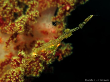 Juvenile Ornate Ghostpipefish - Still partially transparant