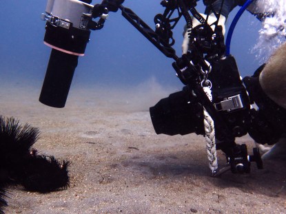 Luke in action, find the black frogfish