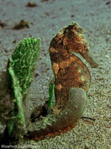 Best of Dauin_Seahorse Estuary_MDB