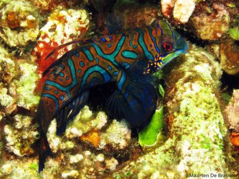 Best of Lembeh_Synchiropus splendidus2_MDB