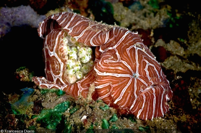 Psychedelic frogfish_eggs