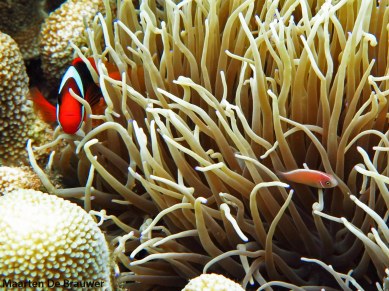 melanopus_perideraion