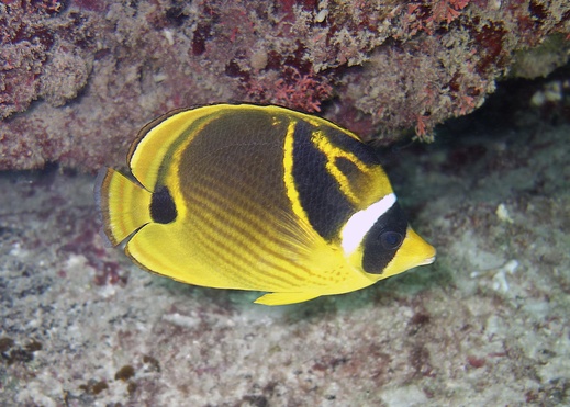 Chaetodon lunula