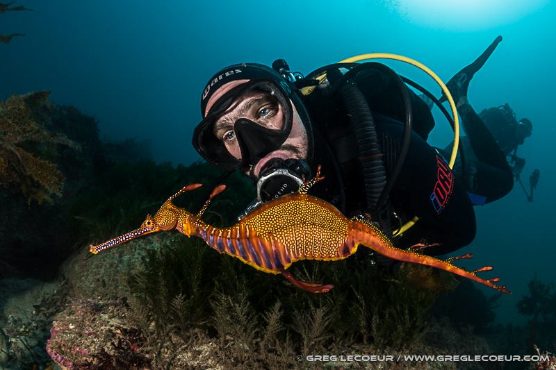 Seadragon