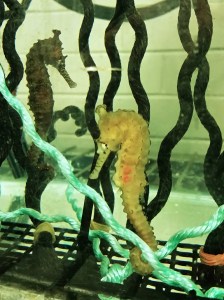 seahorse_tank