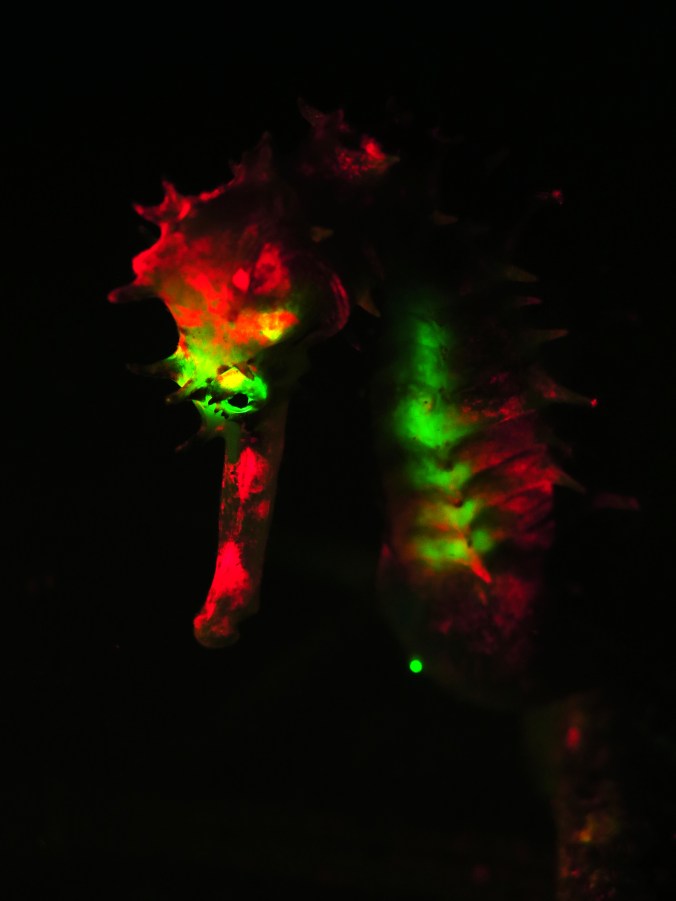 hippocampus-histrix_fluo_4