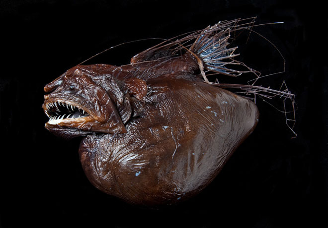 Critters in the deep | Critter Research