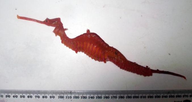 ruby-seadragon