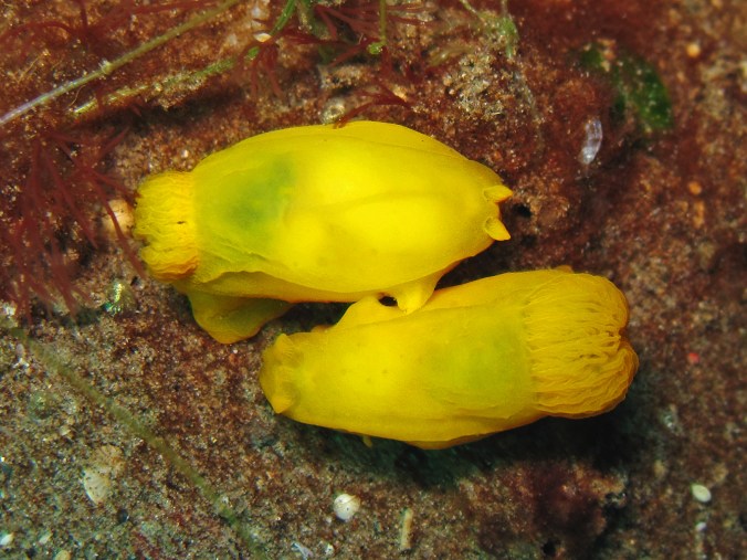 best-of-dauin_mating-nudies