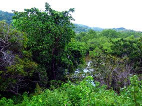 Mangrove view