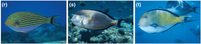 hybrid_surgeonfish