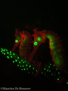 Hippocampus subelongatus_couple_MDB