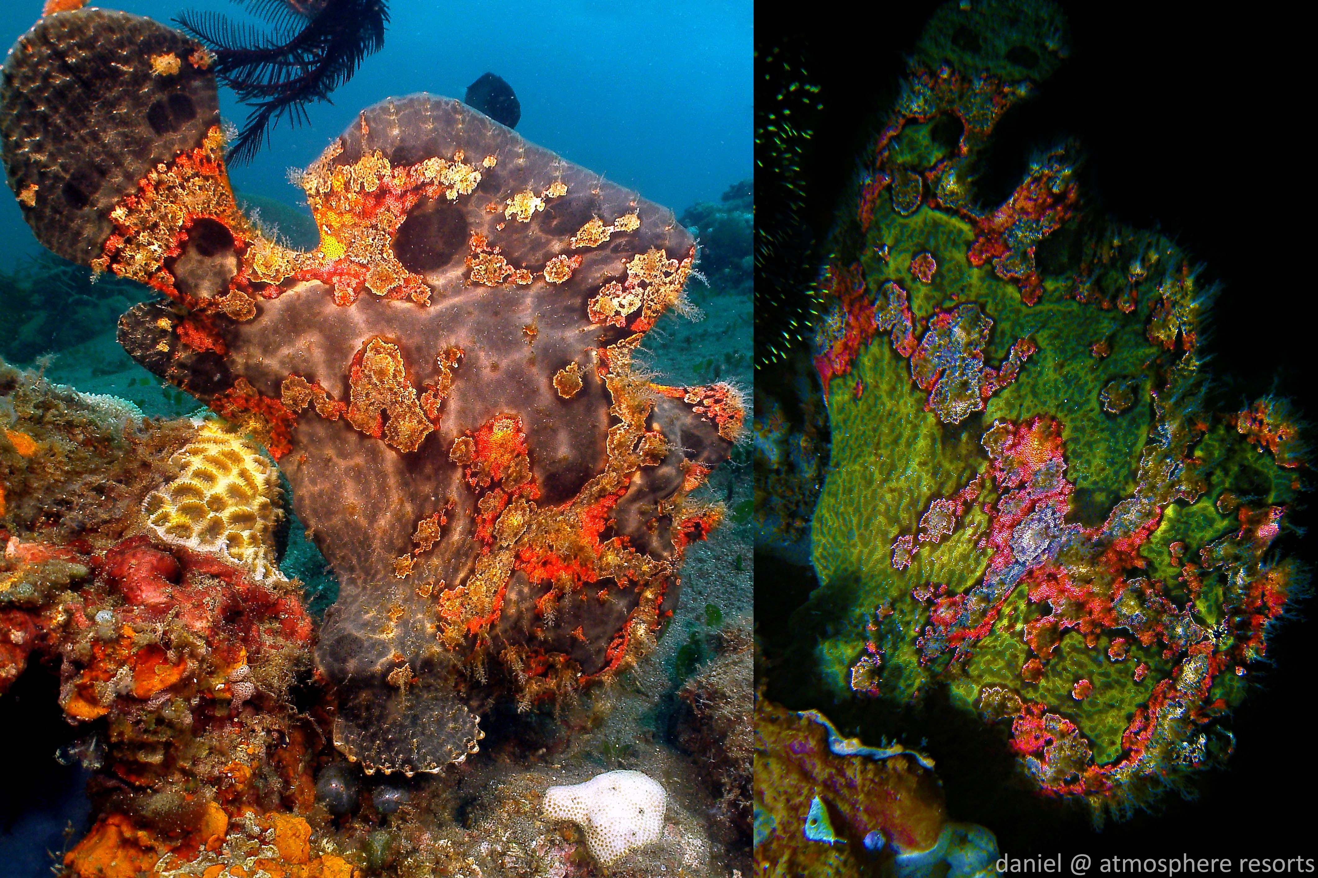 Guestblog: Frogblogging – insights in the world of frogfishes | Critter ...
