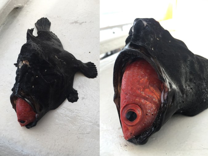 photo 6 - dead giant frogfish