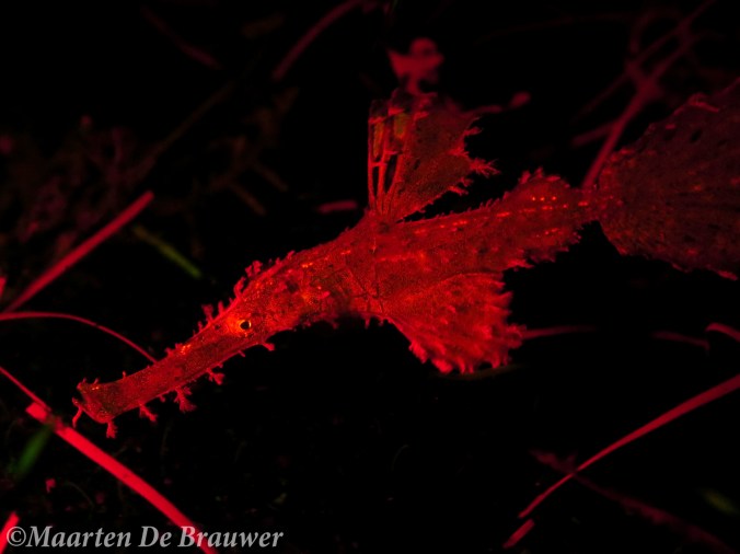 Solenostomus cyanopterus_Fluo_MDB