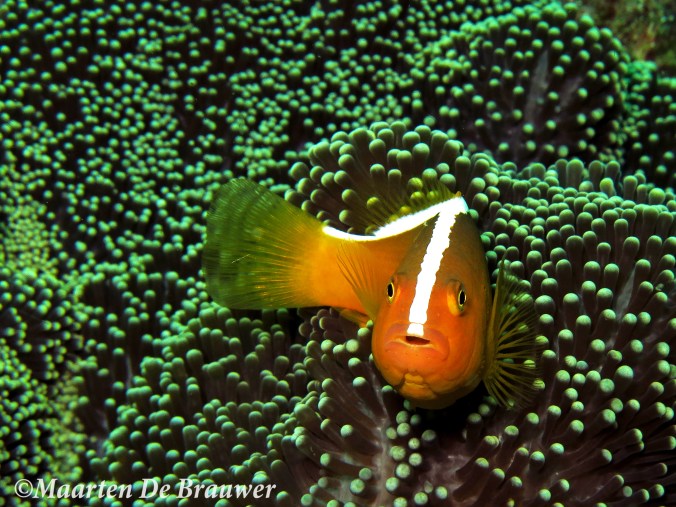 Amphiprion sandaracinos_MDB