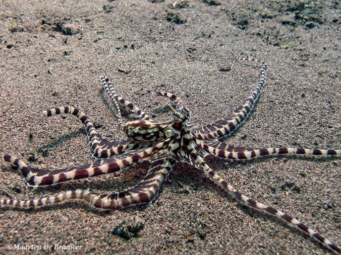 Mimic Octopus