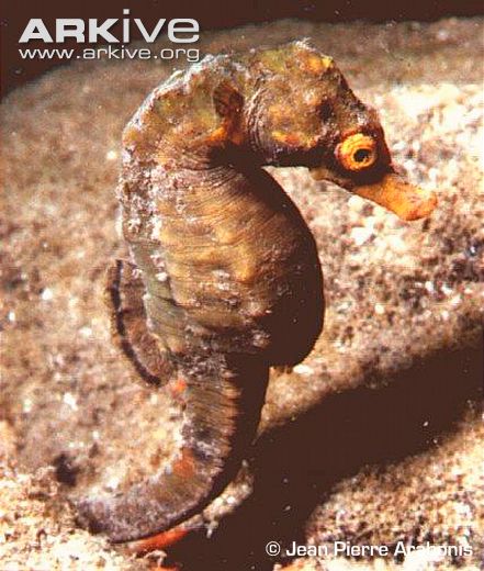 Knysna-seahorse
