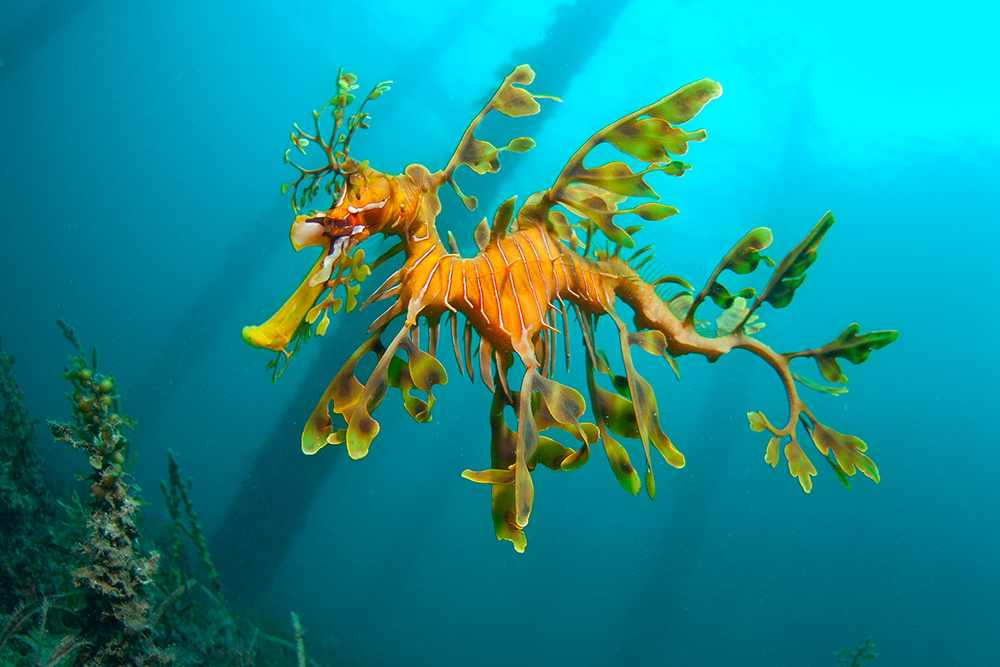 Leafy-Sea-Dragon-Rapid-Bay-Smaller_WEB