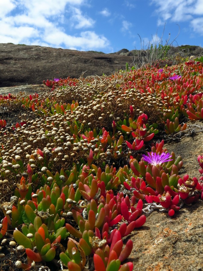 Coastal flowers