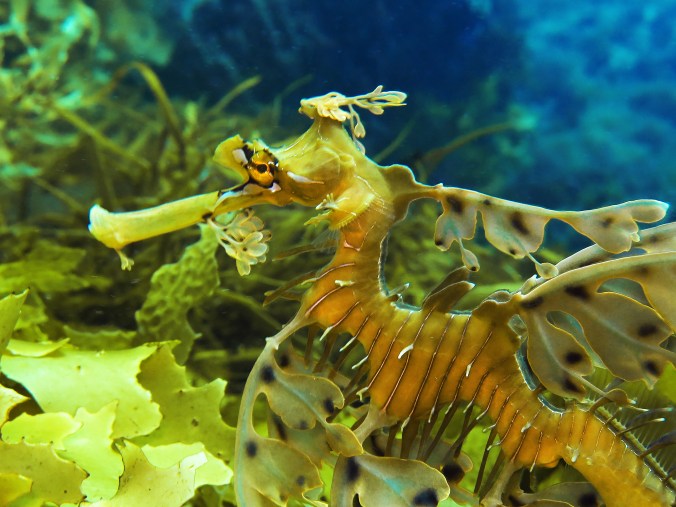 Leafy seadragon profile