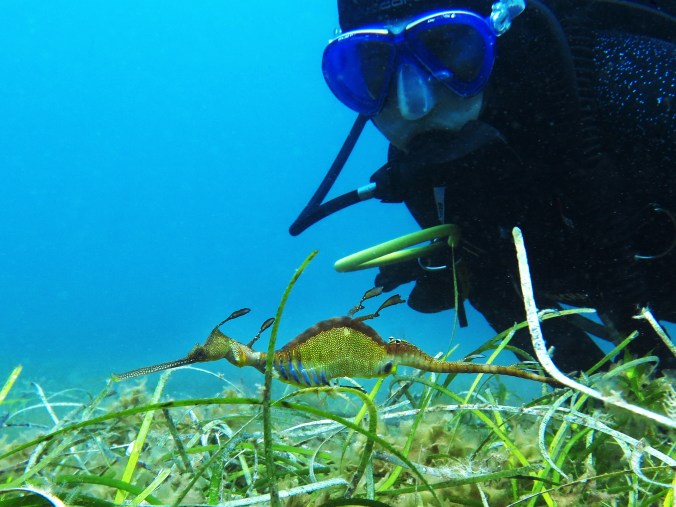 Weedy seadragon Tanika