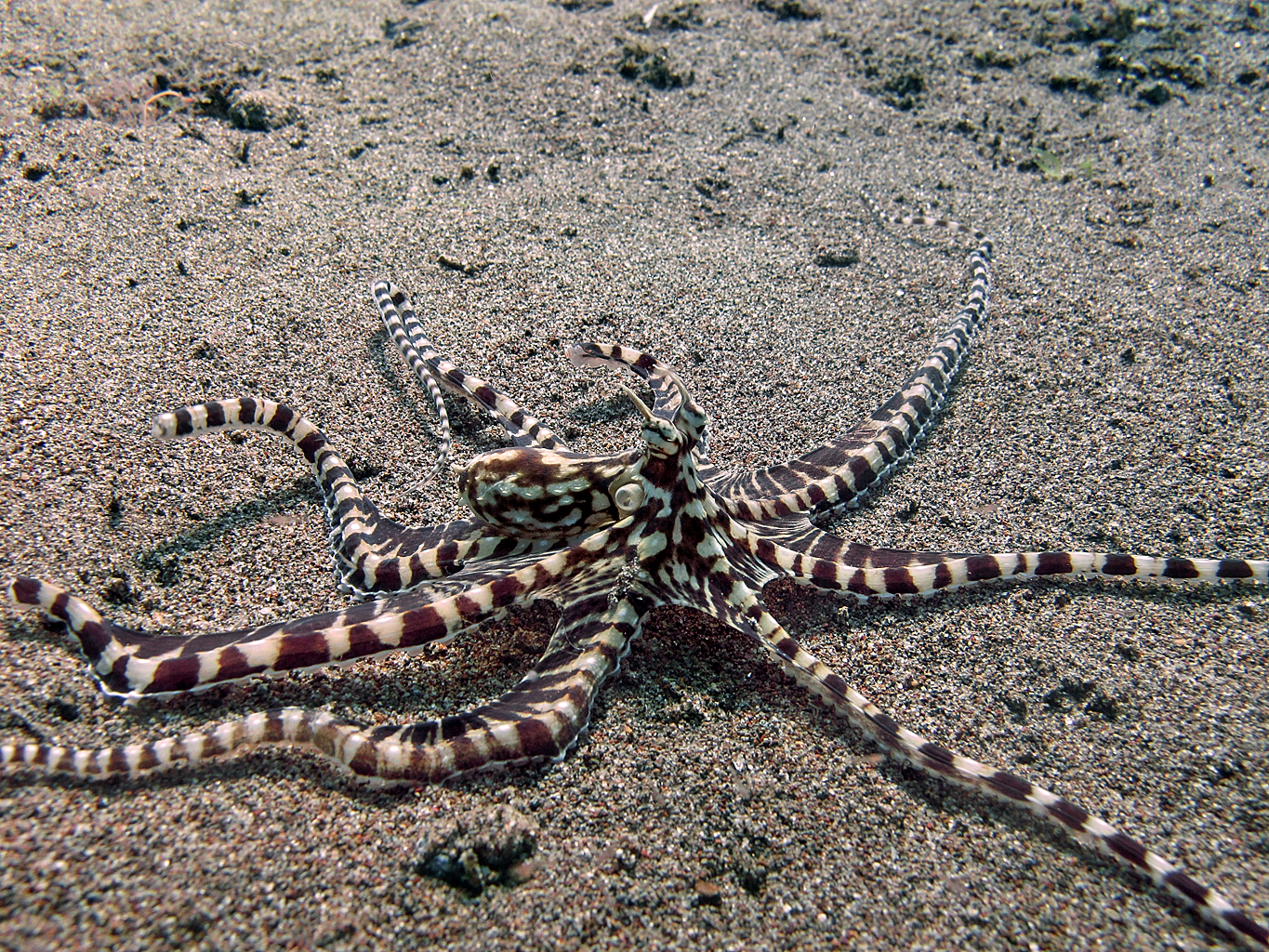 Best of Dauin_Cephalopod_OctopusMimic