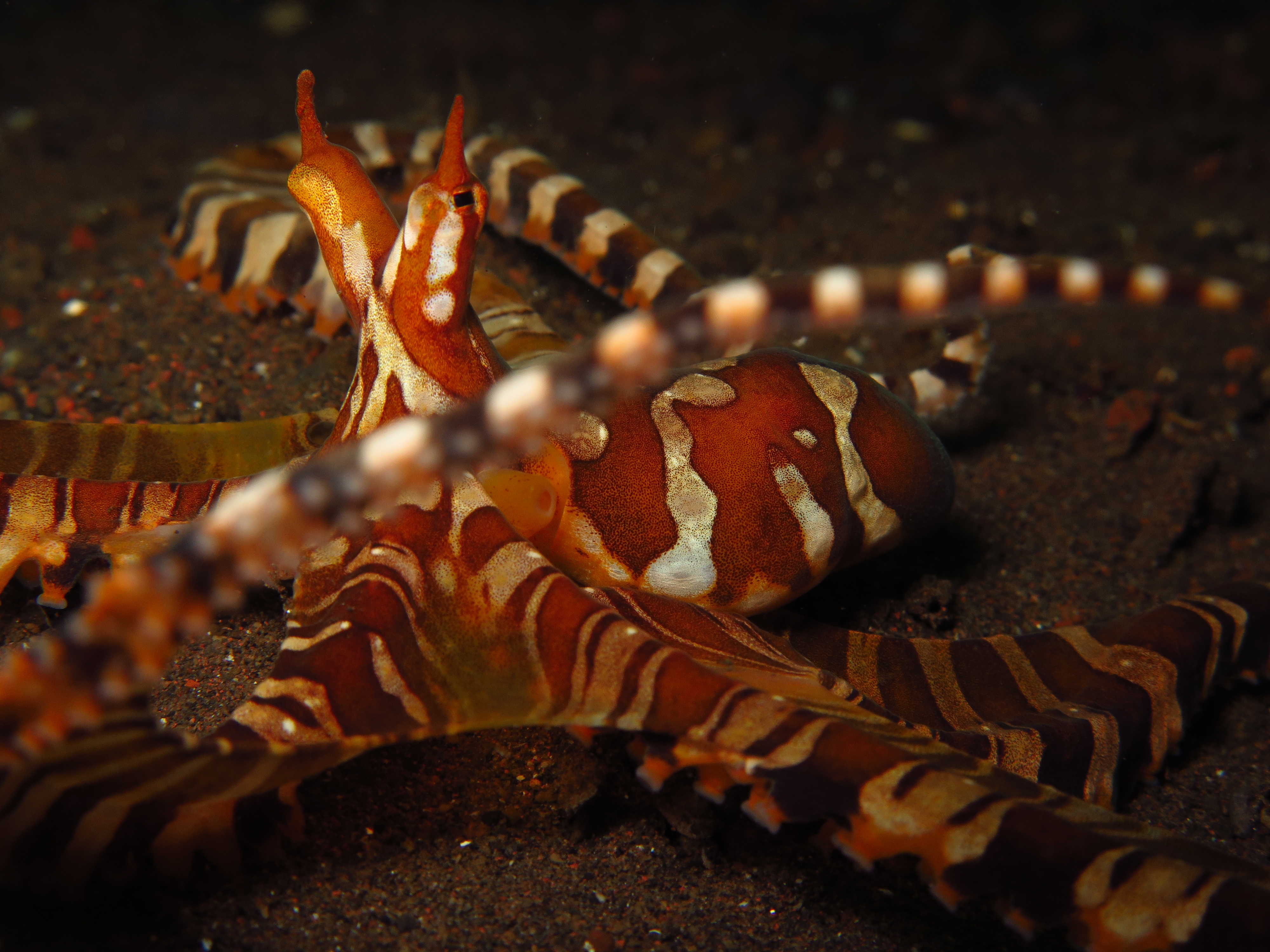 Wunderpus