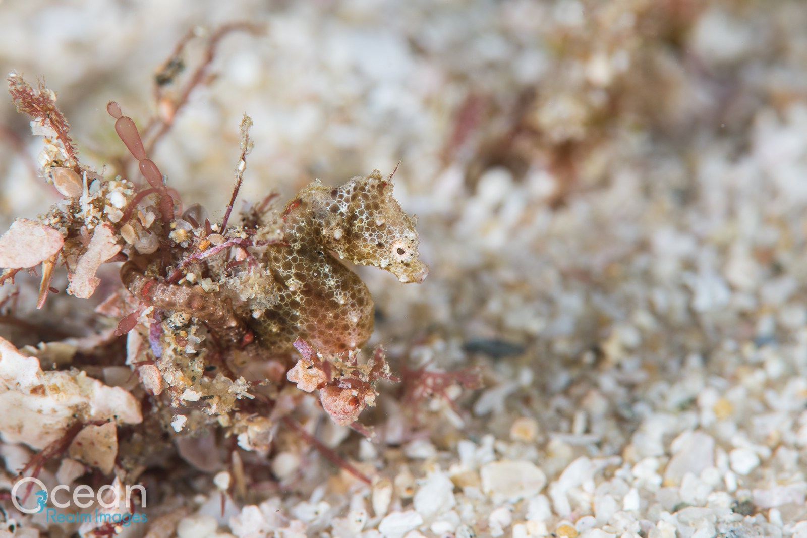 Hippocampus nalu - South African pygmy seahorse, Sodwana Bay