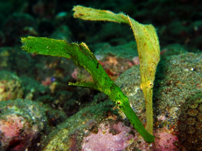 Solenostomus cyanopterus_pair